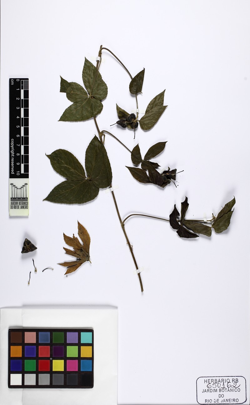 Dalechampia peckoltiana photo 5