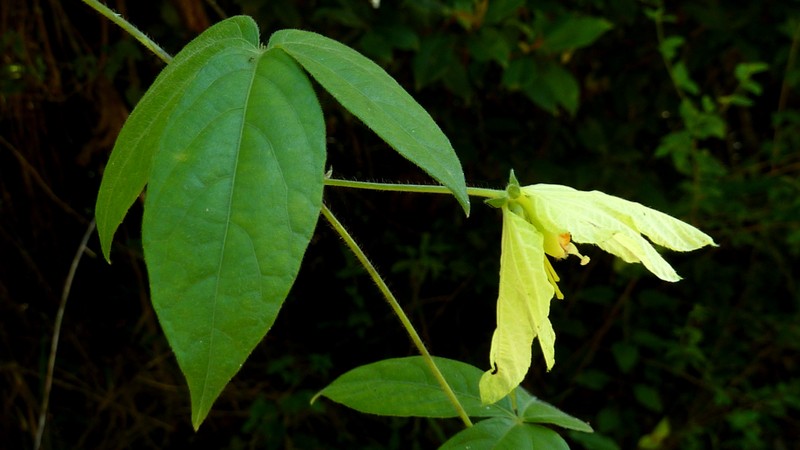 Dalechampia peckoltiana