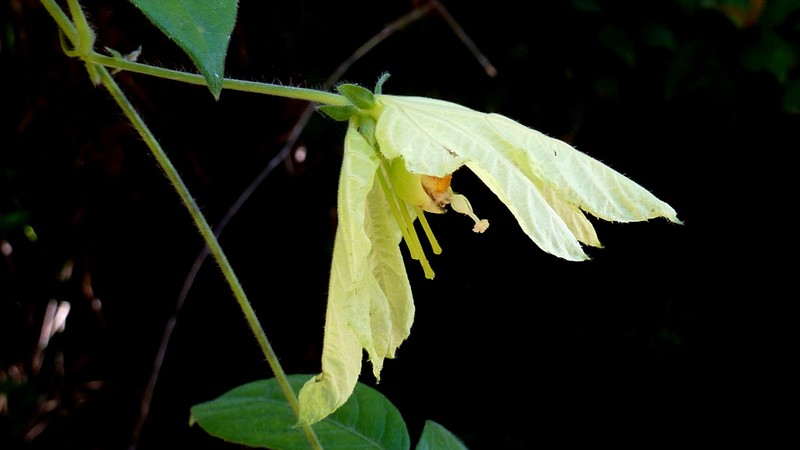 Dalechampia peckoltiana photo 7