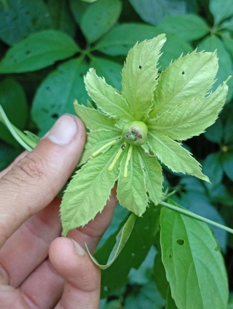 Dalechampia pentaphylla