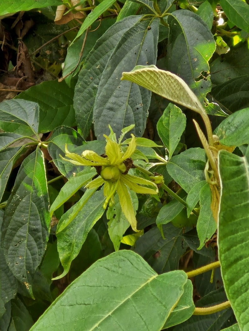 Dalechampia pentaphylla photo 2