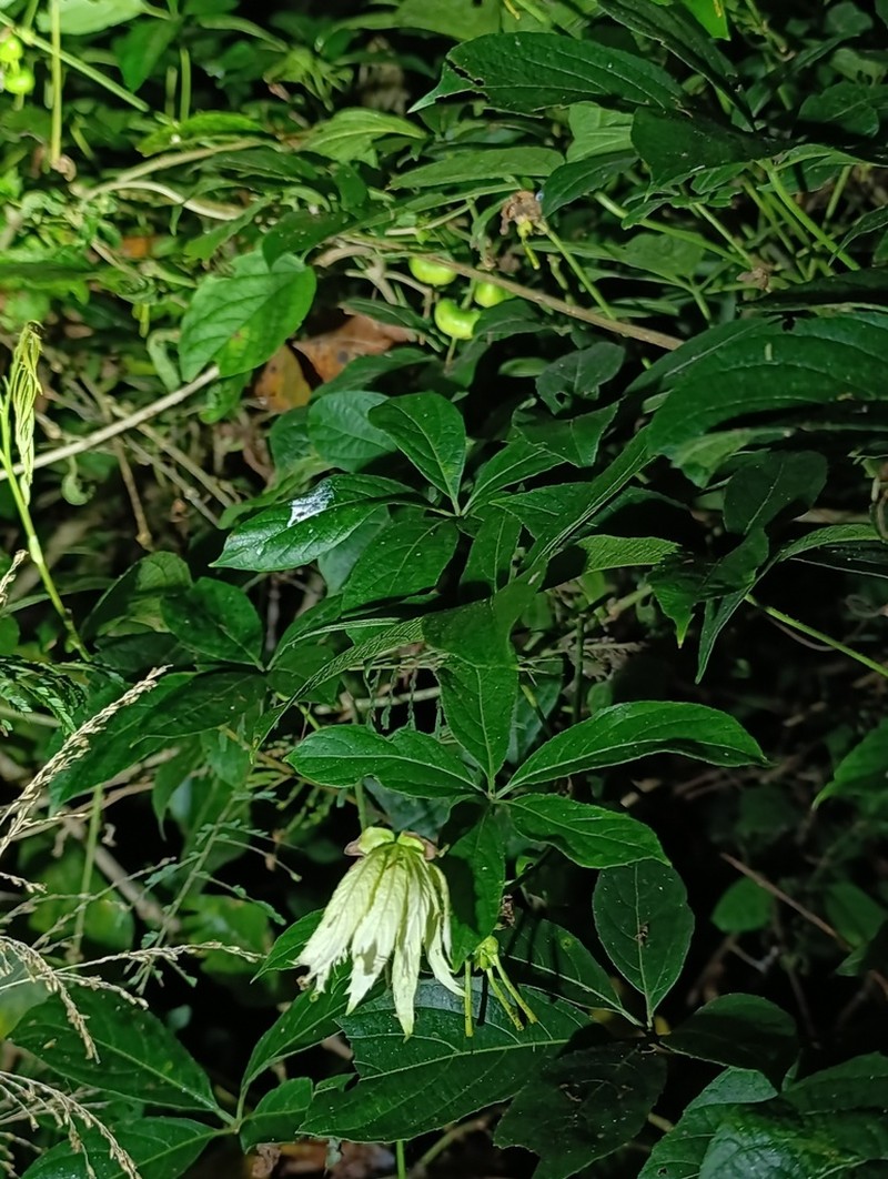 Dalechampia pentaphylla photo 3