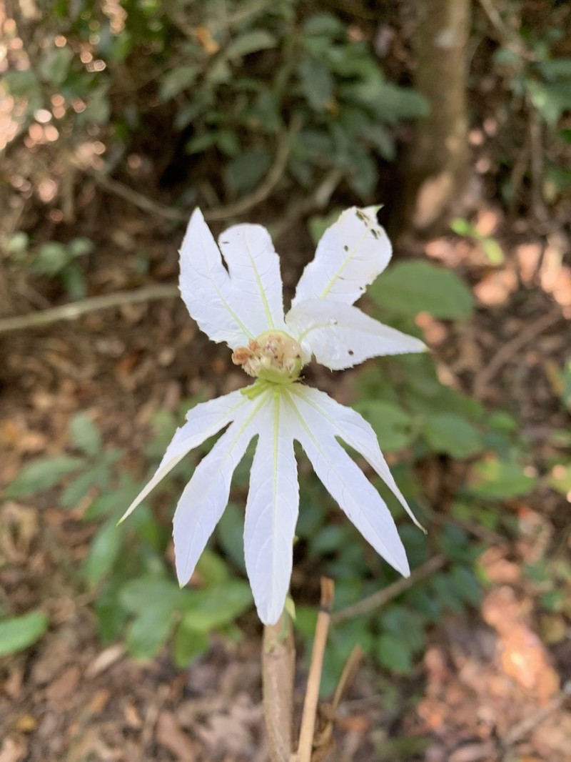 Dalechampia pentaphylla photo 4