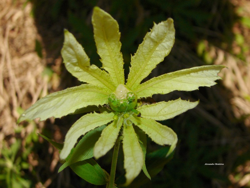 Dalechampia pentaphylla photo 5