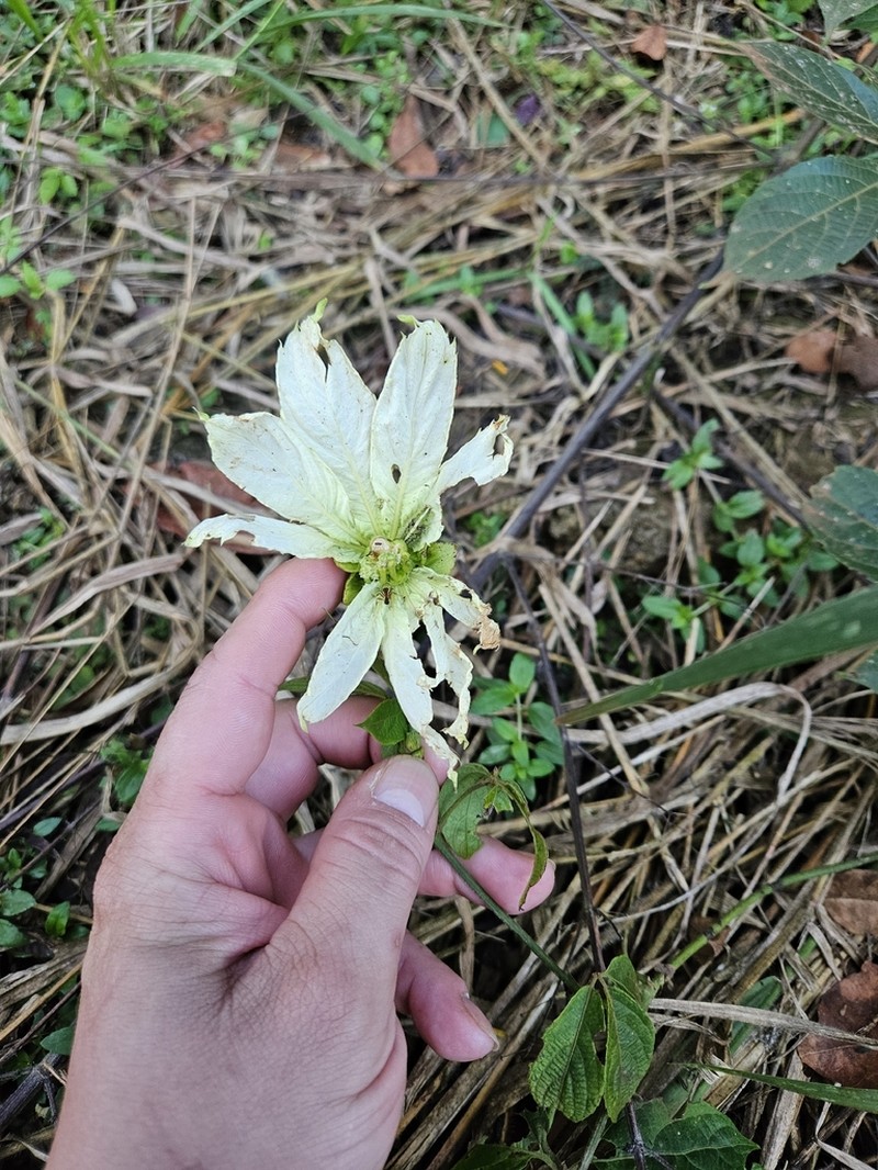 Dalechampia pentaphylla photo 6