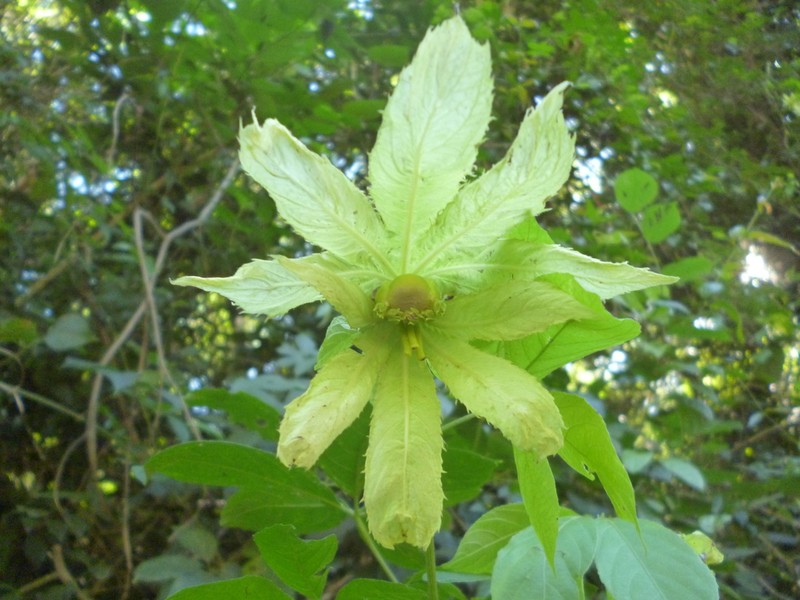 Dalechampia pentaphylla photo 7