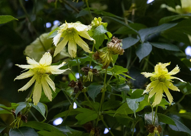 Dalechampia pentaphylla photo 8