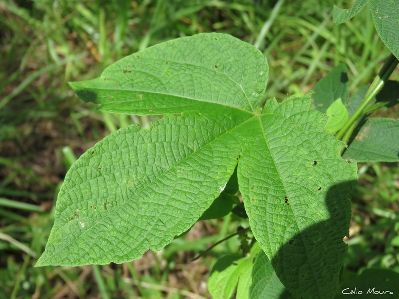 Dalechampia pernambucensis