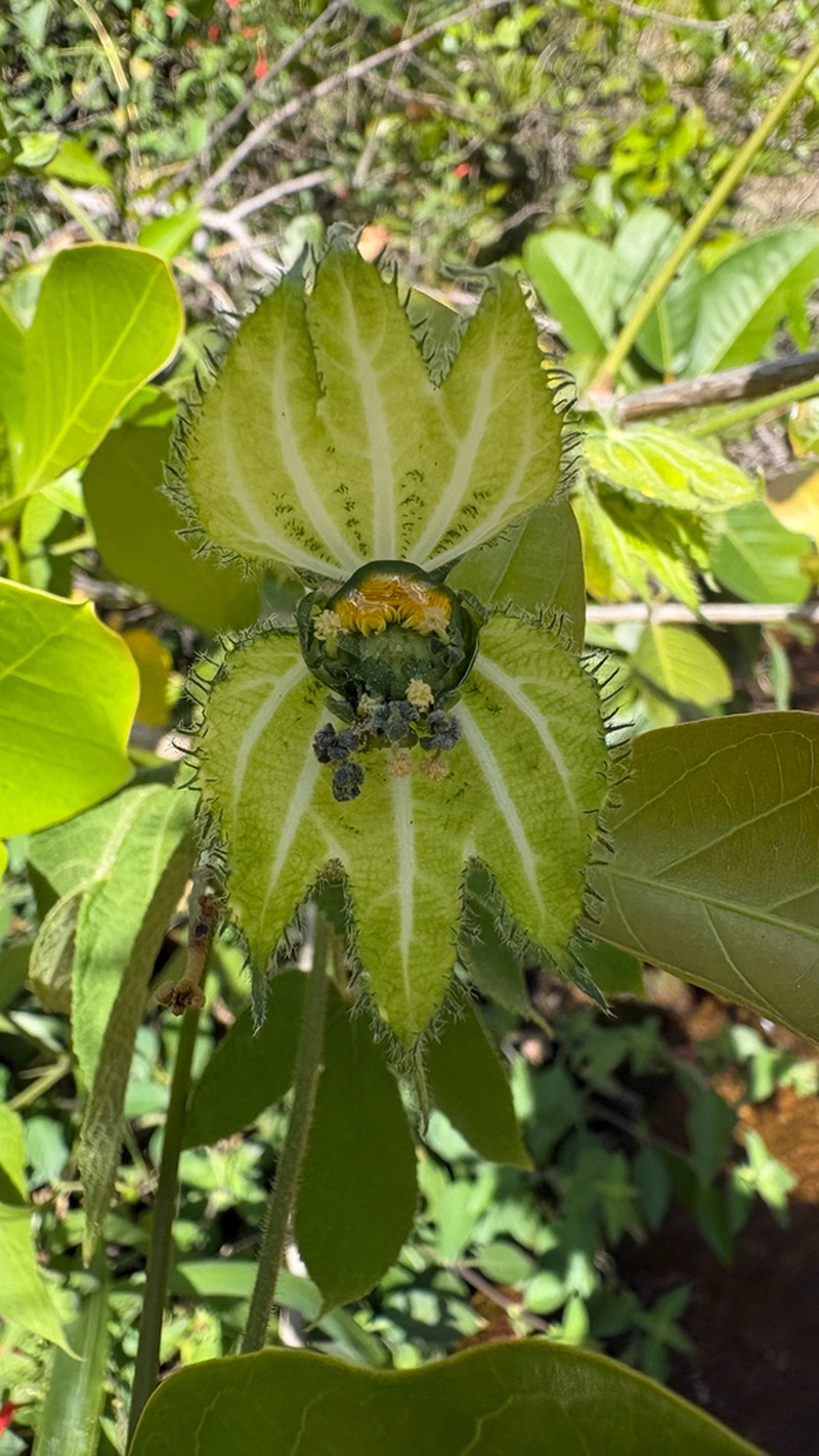 Dalechampia pernambucensis photo 2