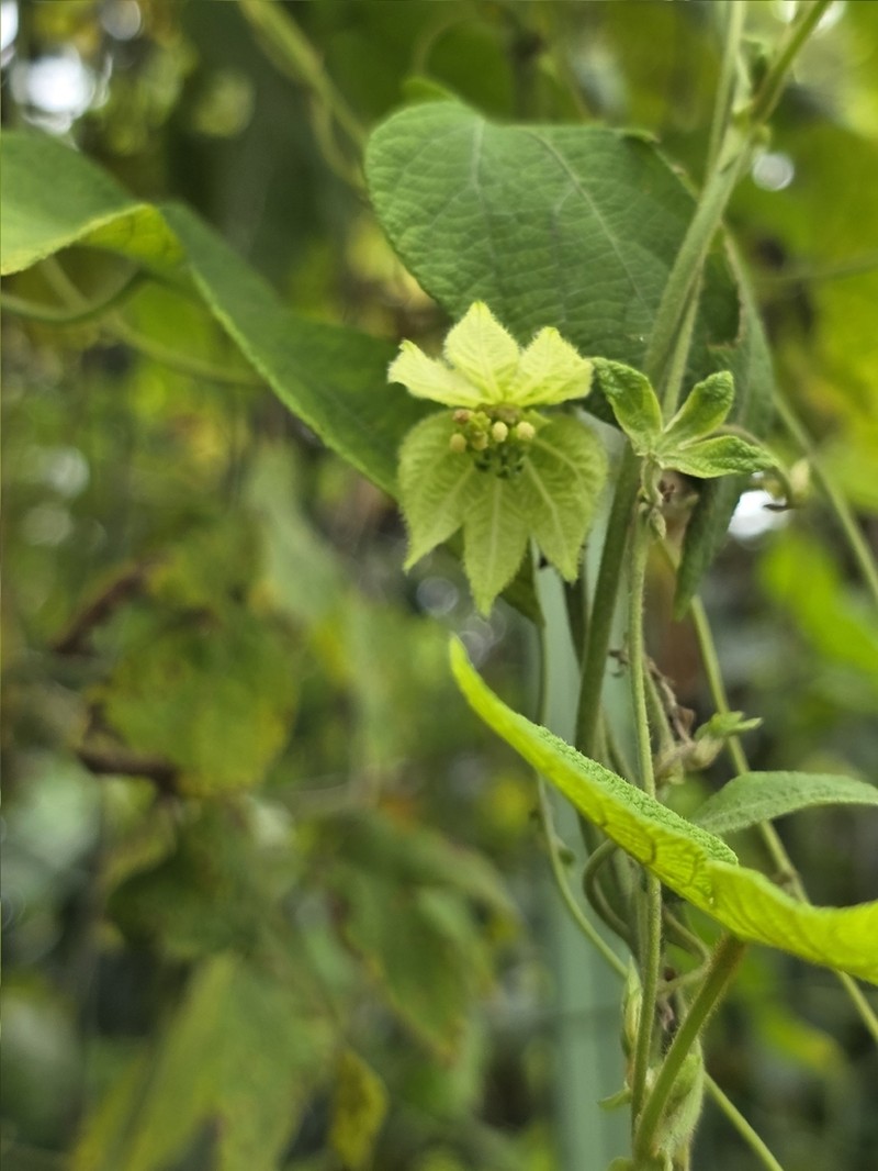 Dalechampia pernambucensis photo 3