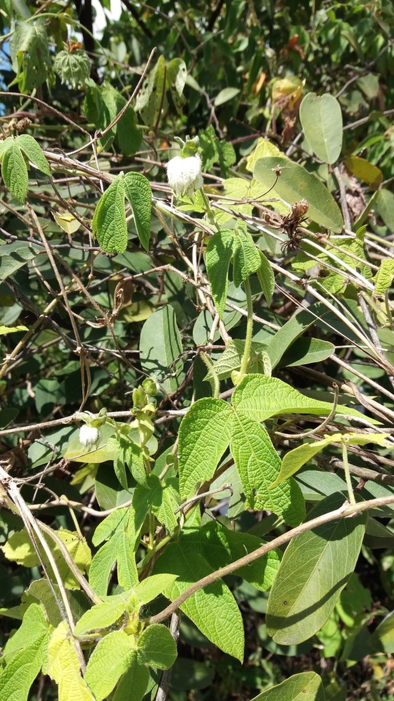 Dalechampia pernambucensis photo 4