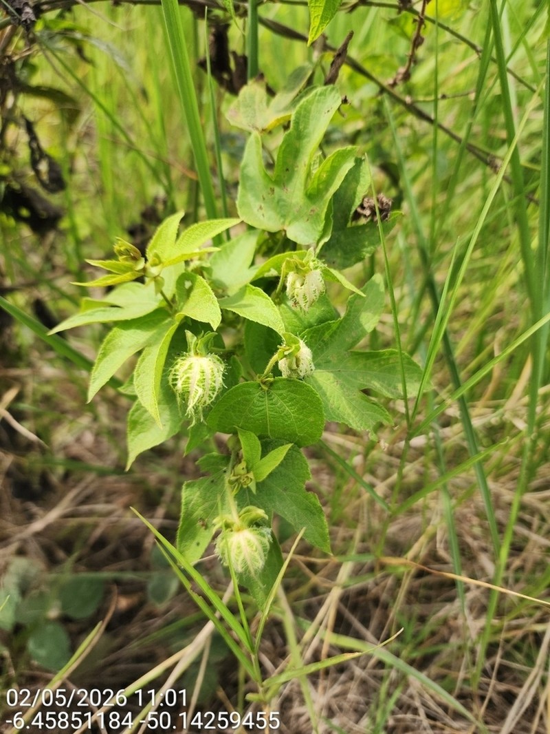 Dalechampia pernambucensis photo 5
