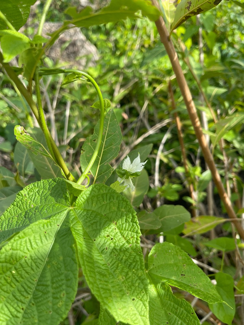 Dalechampia pernambucensis photo 6