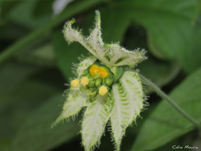 Dalechampia pernambucensis photo 7