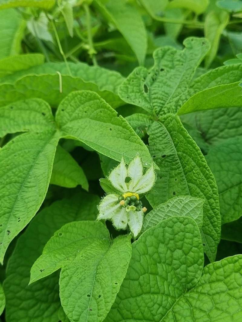 Dalechampia pernambucensis photo 8