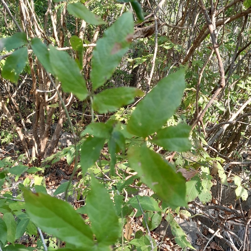 Dalechampia perrieri