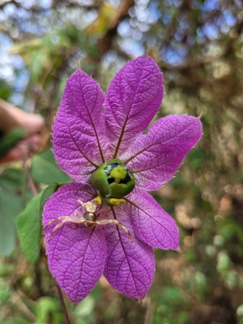 Dalechampia purpurata