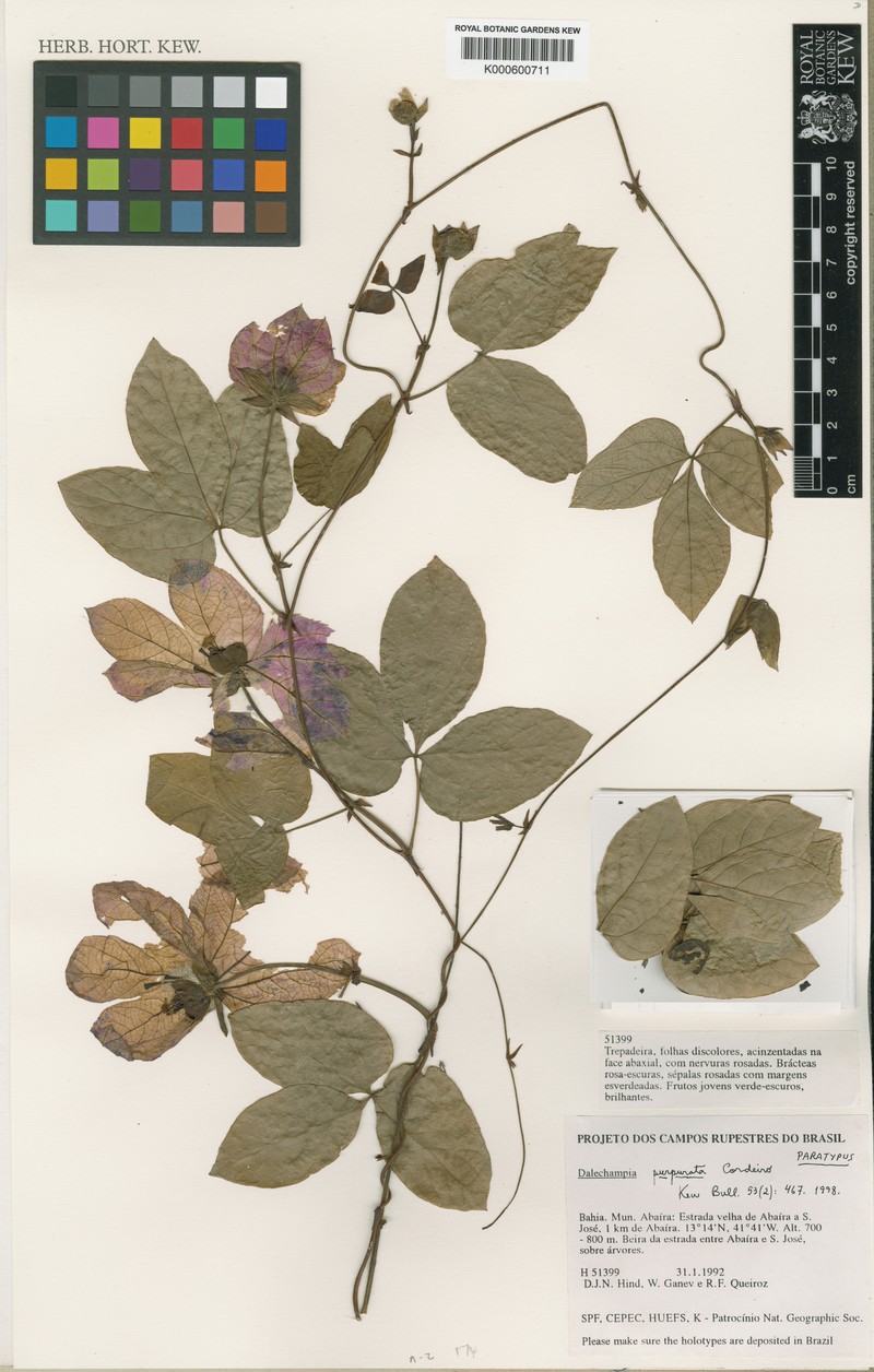 Dalechampia purpurata photo 2