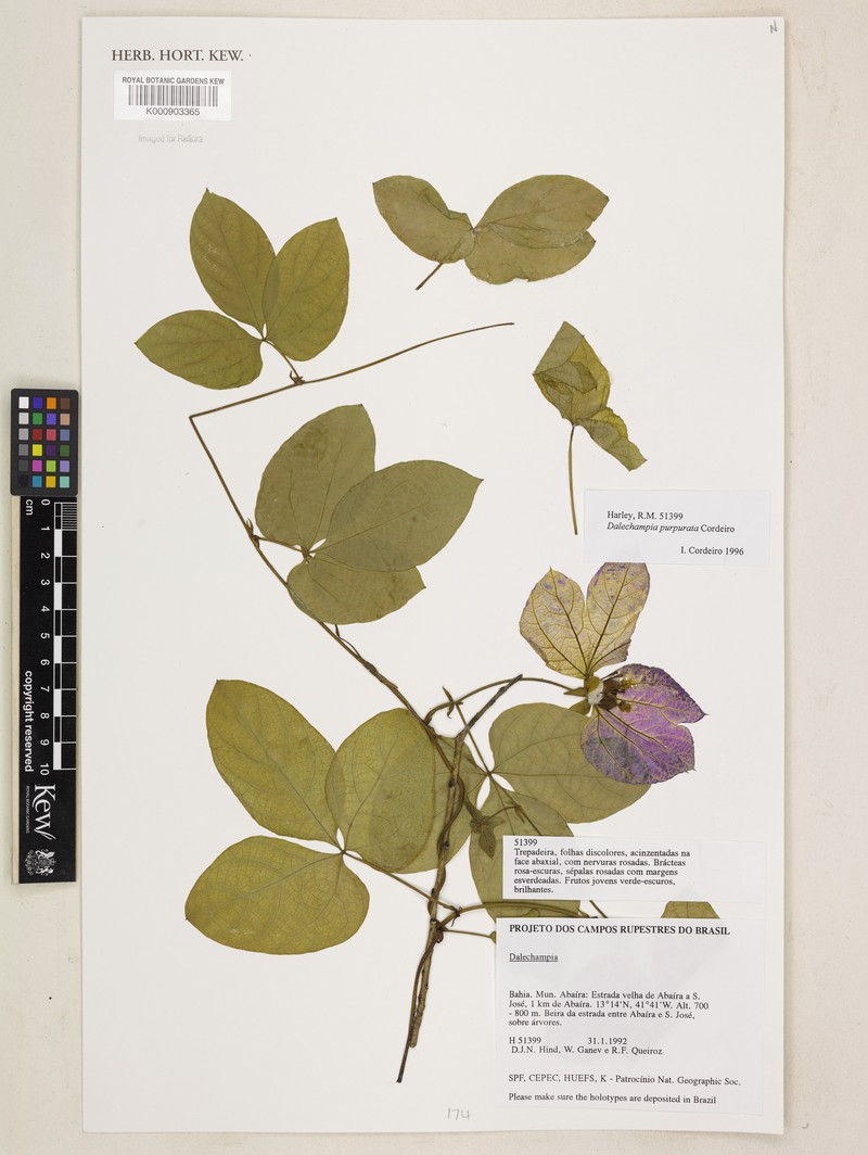 Dalechampia purpurata photo 3