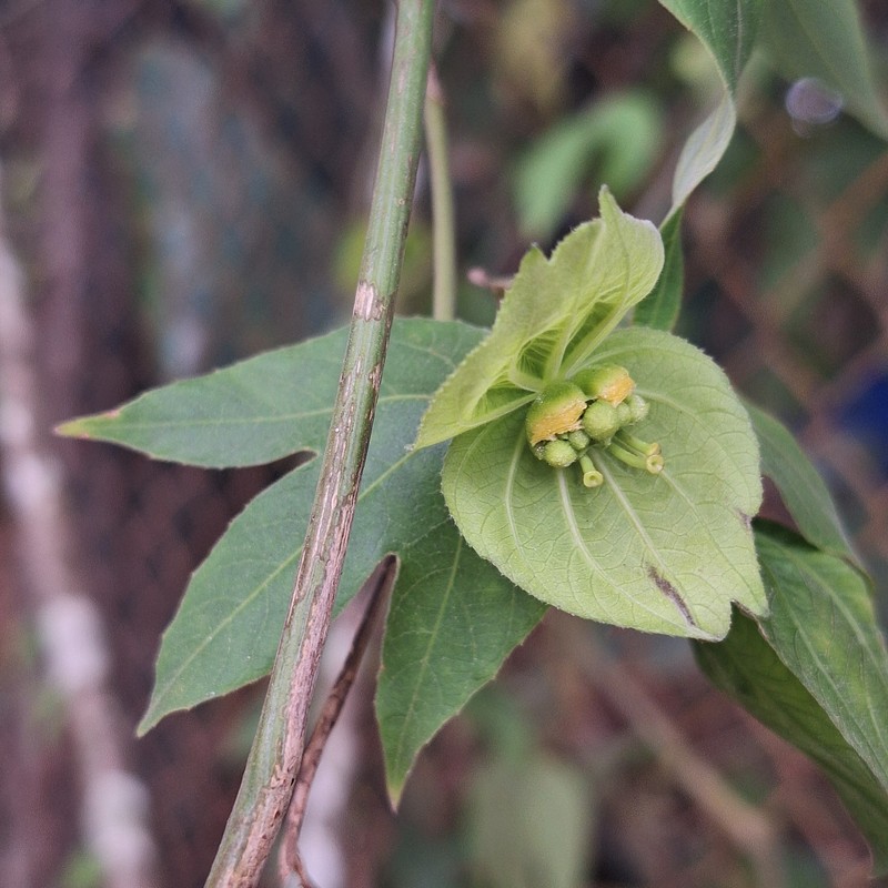 Dalechampia reitzkleinii