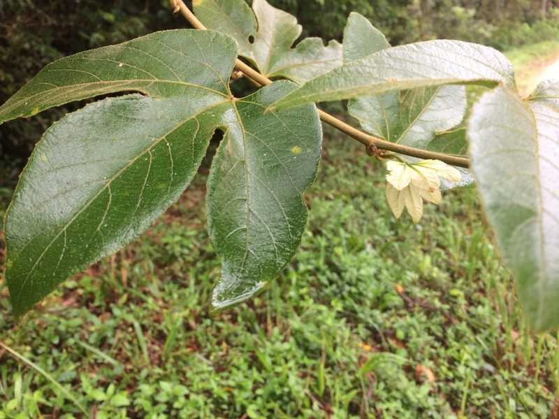 Dalechampia riparia