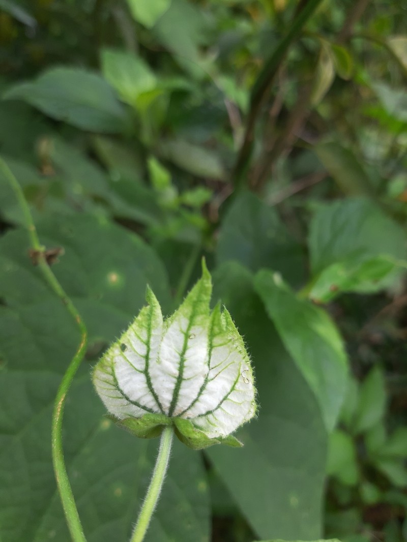Dalechampia riparia photo 2