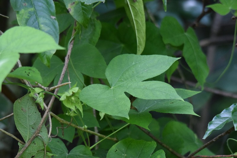 Dalechampia riparia photo 3