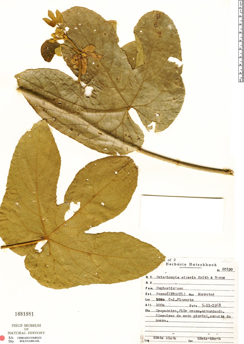 Dalechampia riparia photo 5