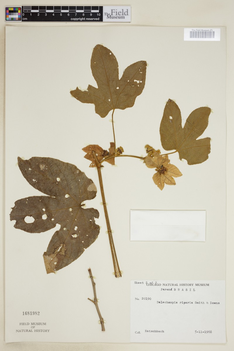 Dalechampia riparia photo 6