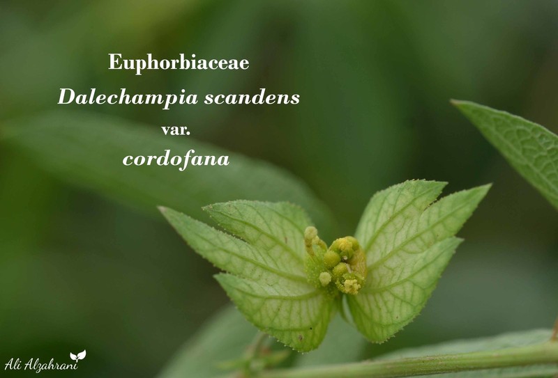 Dalechampia scandens var. cordofana photo 2