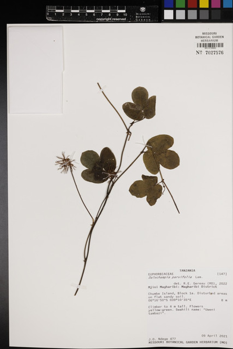 Dalechampia scandens var. cordofana photo 3