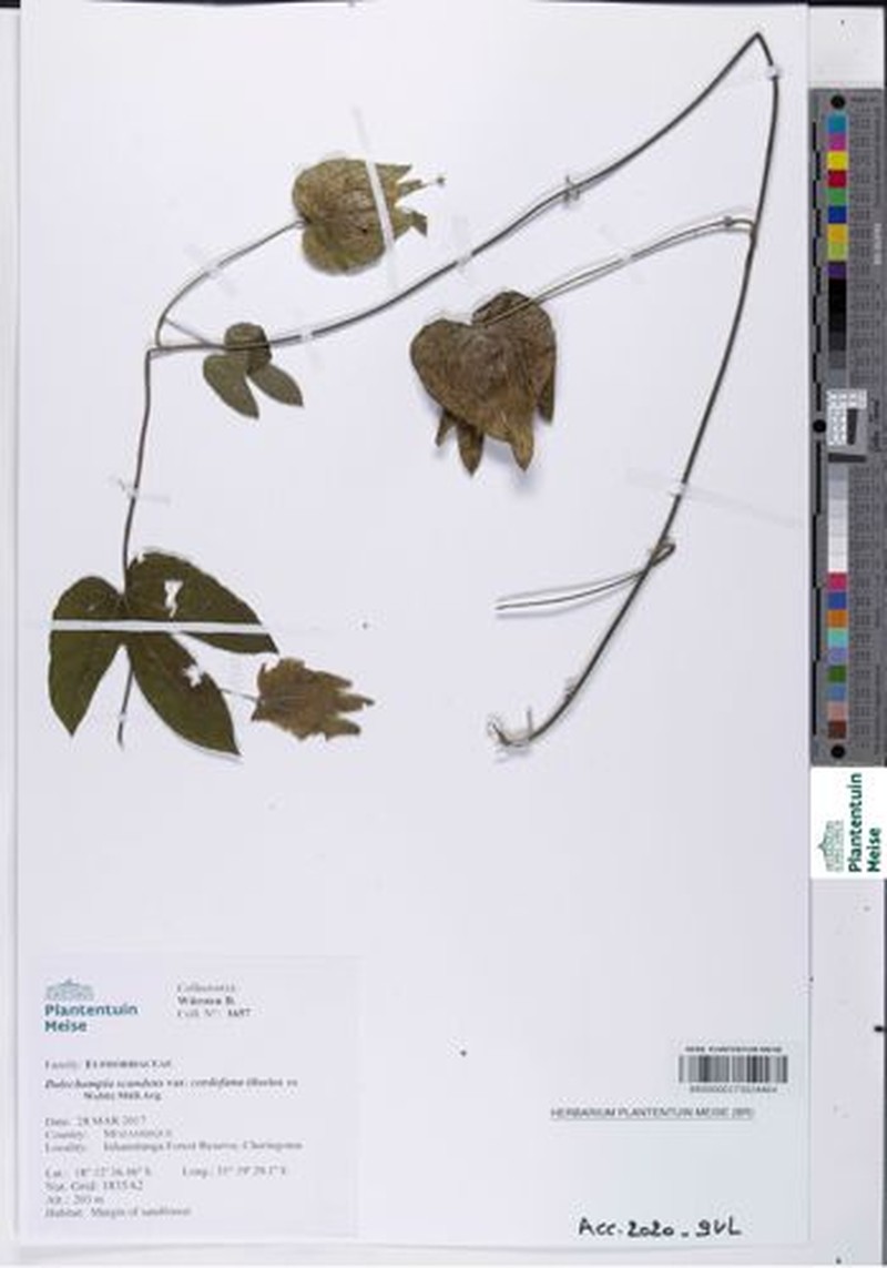Dalechampia scandens var. cordofana photo 4