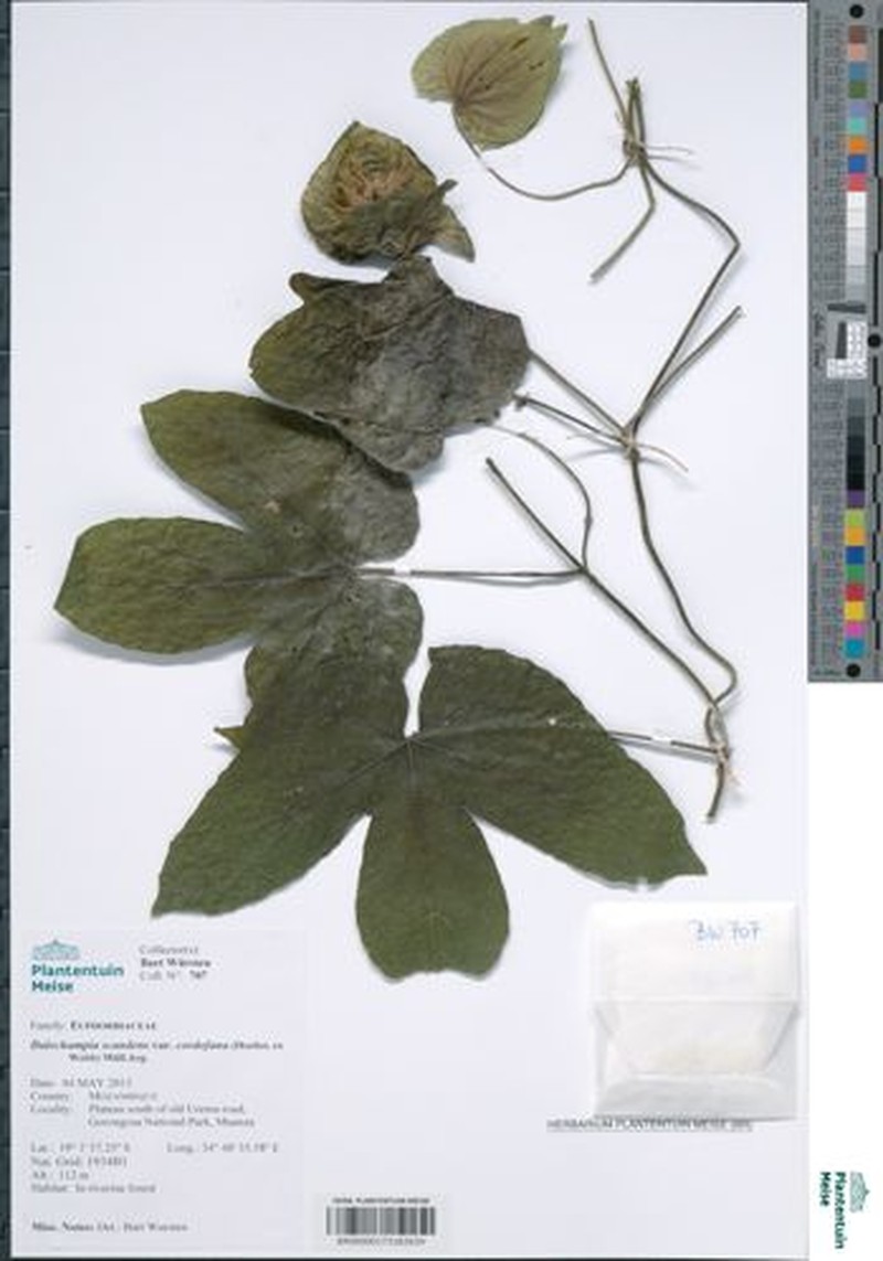 Dalechampia scandens var. cordofana photo 5