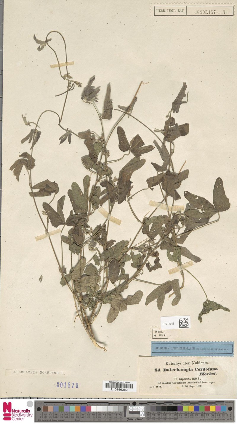 Dalechampia scandens var. cordofana