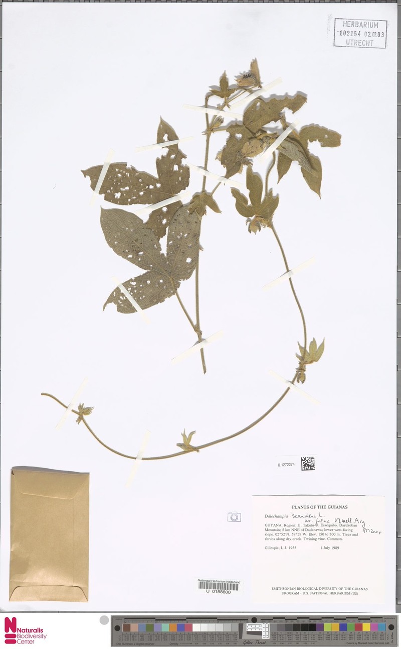 Dalechampia scandens var. fallax