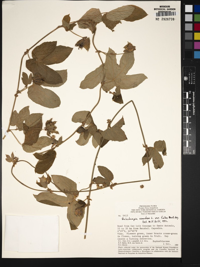 Dalechampia scandens var. fallax photo 2