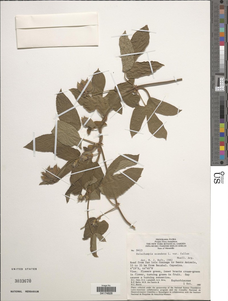 Dalechampia scandens var. fallax photo 3