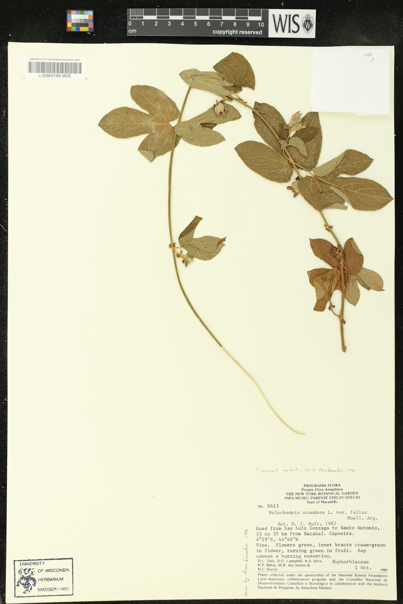 Dalechampia scandens var. fallax photo 4