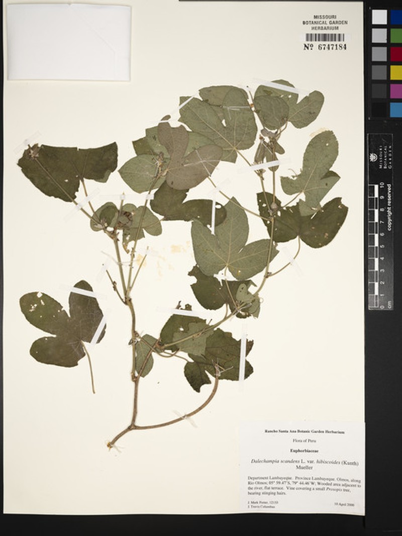 Dalechampia scandens var. hibiscoides