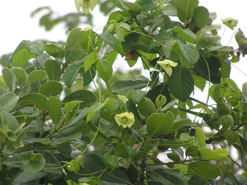 Dalechampia scandens var. hildebrandtii