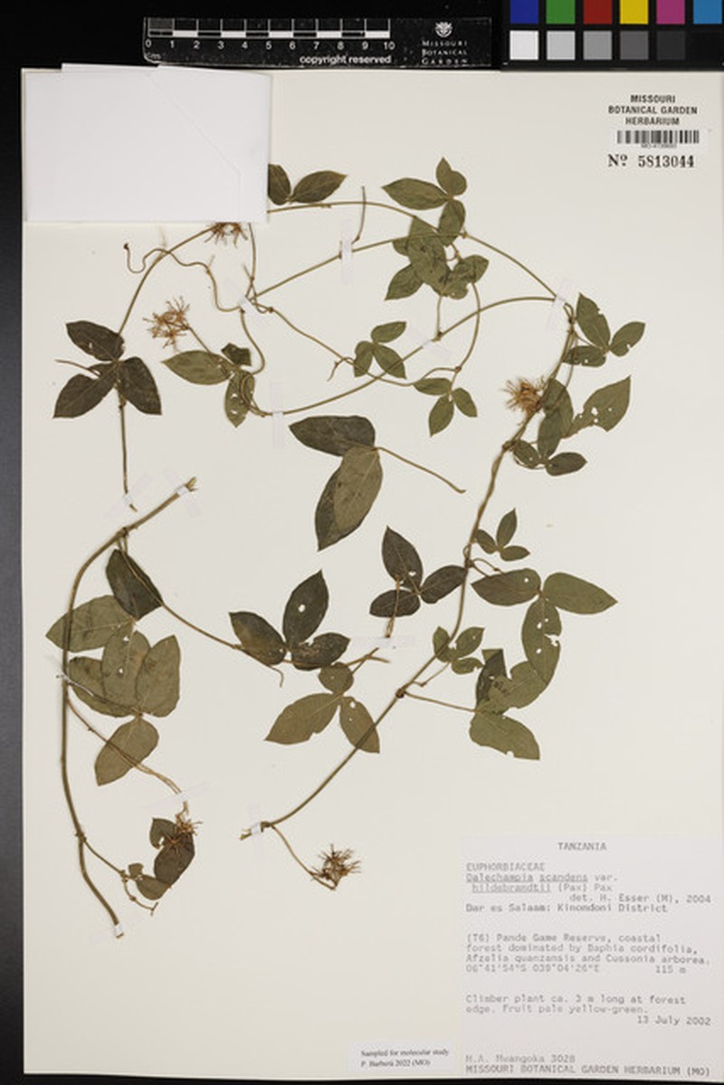 Dalechampia scandens var. hildebrandtii photo 2
