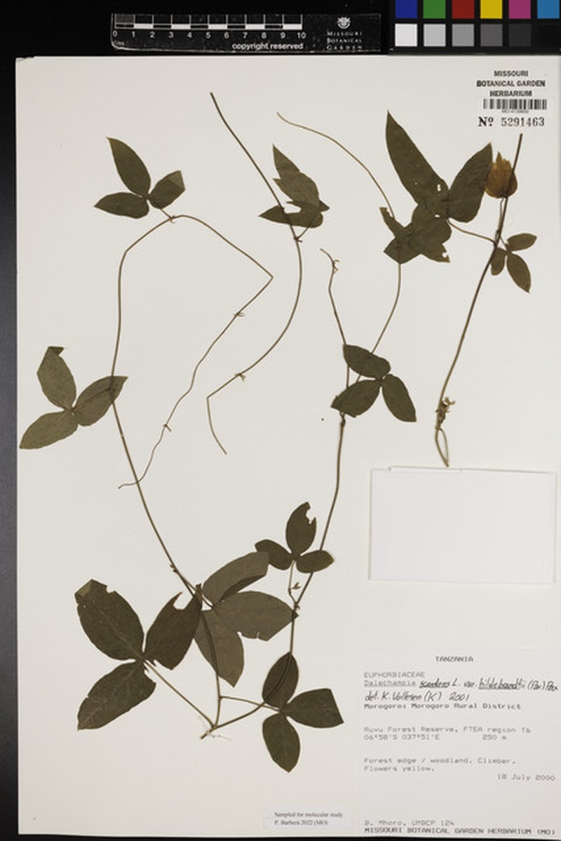 Dalechampia scandens var. hildebrandtii photo 3