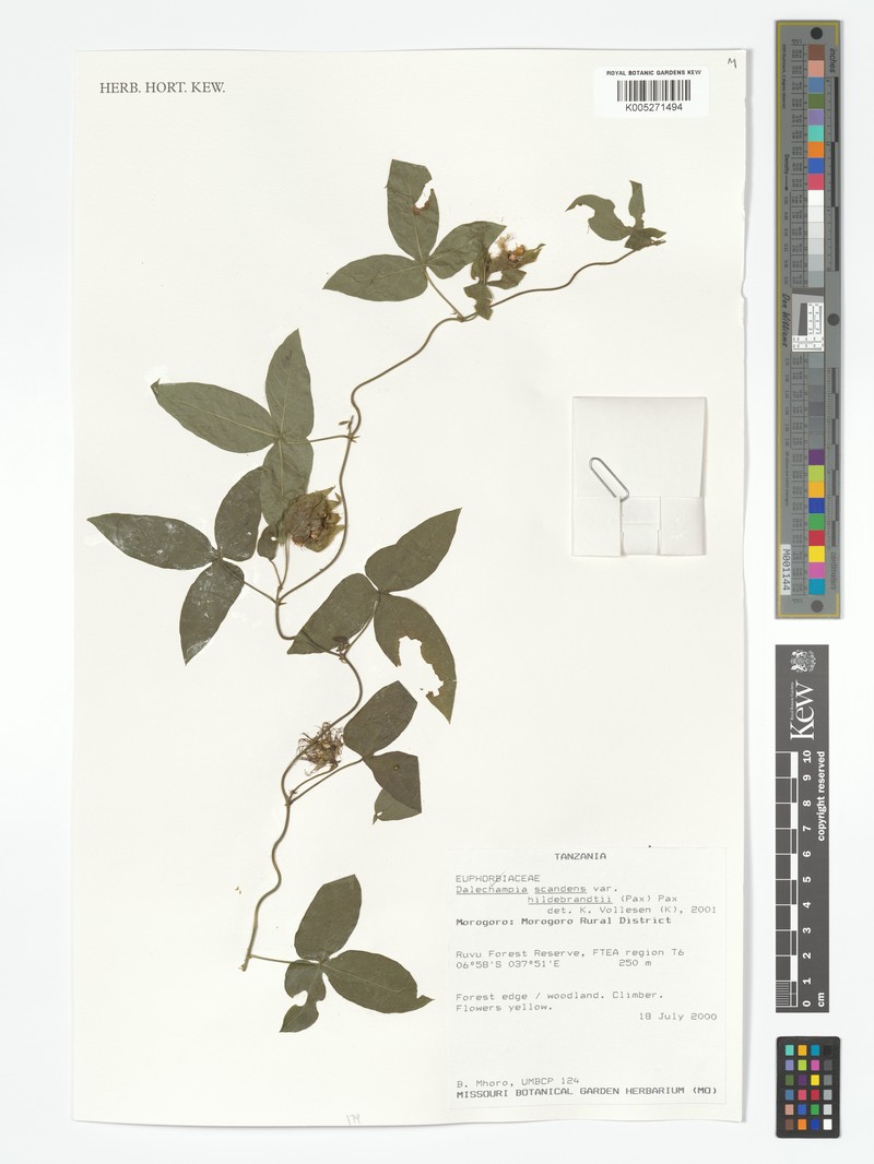 Dalechampia scandens var. hildebrandtii photo 4
