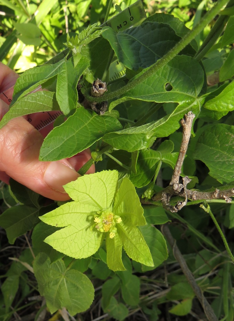Dalechampia scandens var. natalensis photo 2
