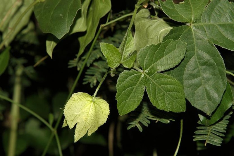 Dalechampia scandens var. natalensis photo 3