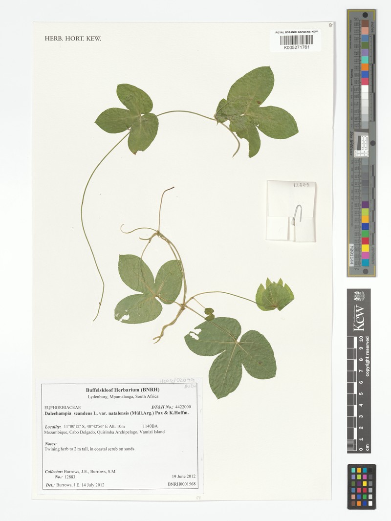 Dalechampia scandens var. natalensis photo 4