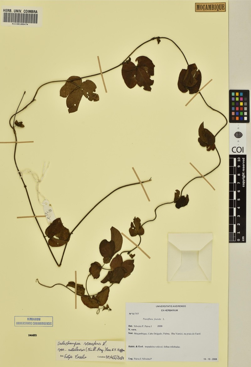 Dalechampia scandens var. natalensis photo 5
