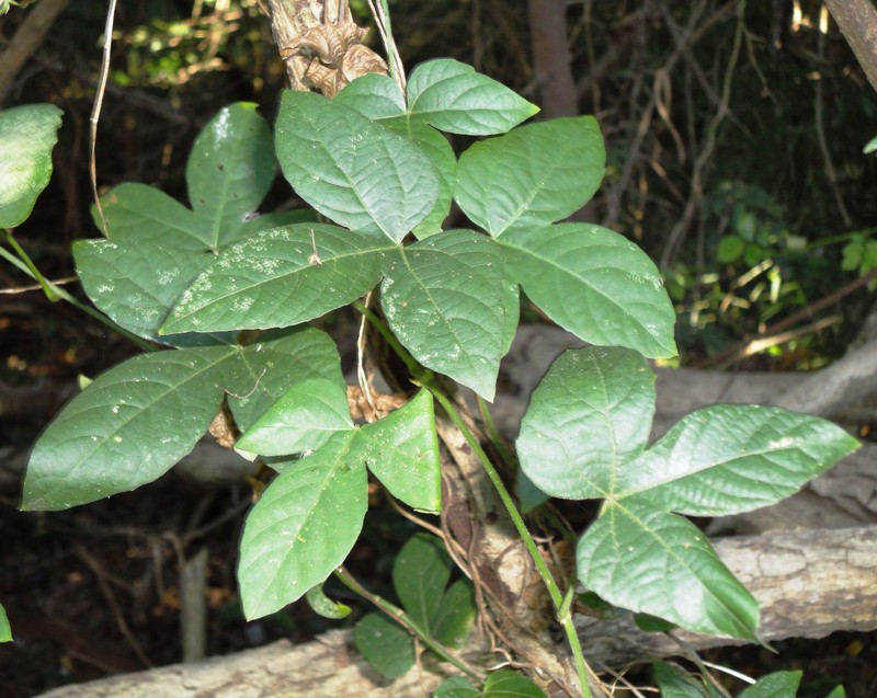 Dalechampia scandens var. natalensis