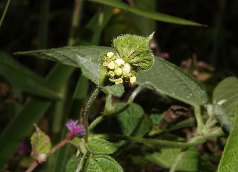 Dalechampia schenckiana