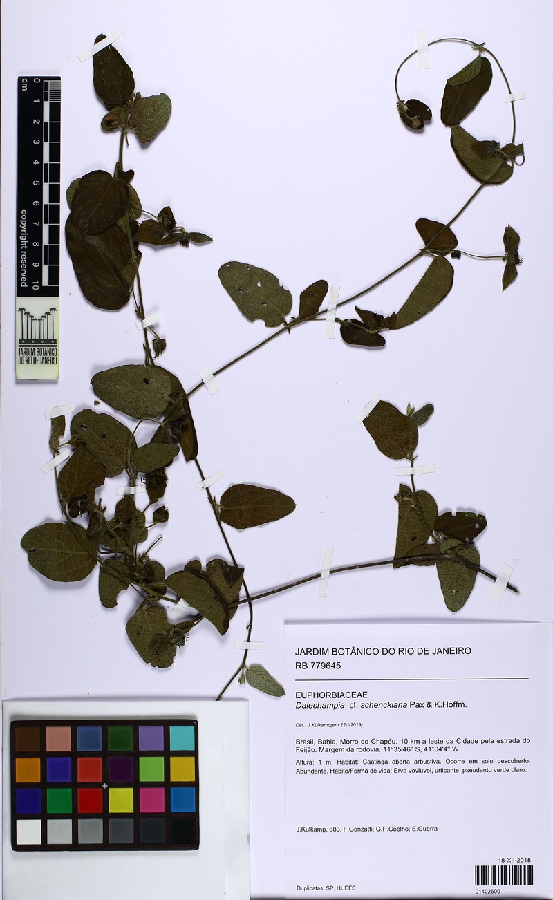 Dalechampia schenckiana photo 2